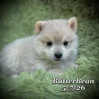 ButterBean-Mini Husky, a female American Eskimo and Alaskan Klee Kai for sale in Merlin, OR – 3 of 4