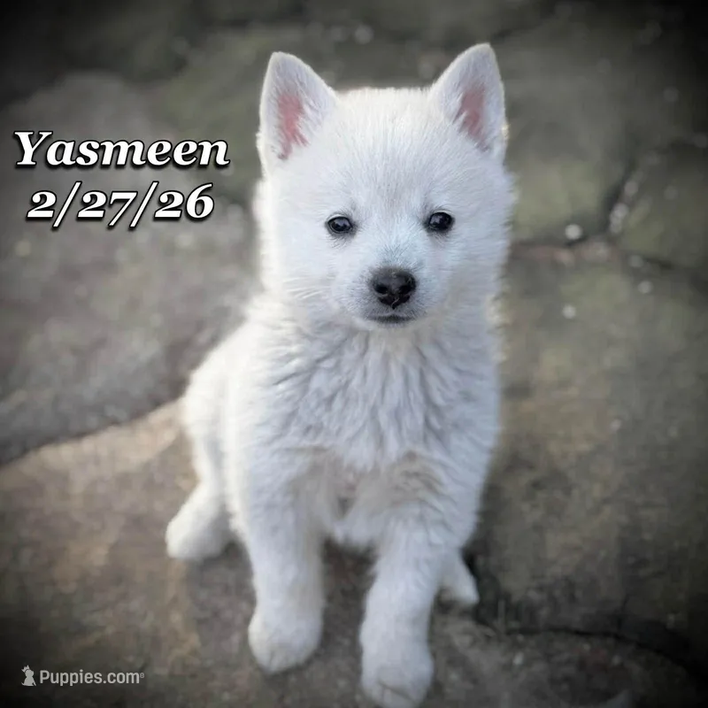 Yasmeen-Mini Husky – American Eskimo, Alaskan Klee Kai puppy for sale in Merlin, OR