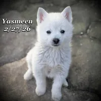 Yasmeen-Mini Husky, a female American Eskimo and Alaskan Klee Kai for sale in Merlin, OR – Photo 1 of 9
