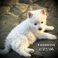 Yasmeen-Mini Husky, a female American Eskimo and Alaskan Klee Kai for sale in Merlin, OR – Photo 5 of 9