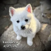 Yasmeen-Mini Husky, a female American Eskimo and Alaskan Klee Kai for sale in Merlin, OR – Photo 9 of 9