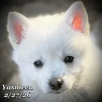 Yasmeen-Mini Husky, a female American Eskimo and Alaskan Klee Kai for sale in Merlin, OR – Photo 8 of 9