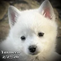 Yasmeen-Mini Husky, a female American Eskimo and Alaskan Klee Kai for sale in Merlin, OR – Photo 6 of 9