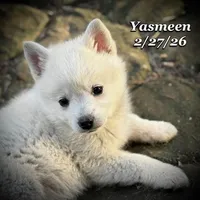 Yasmeen-Mini Husky, a female American Eskimo and Alaskan Klee Kai for sale in Merlin, OR – Photo 7 of 9