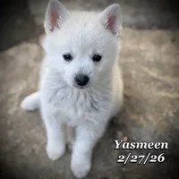 Yasmeen-Mini Husky, a female American Eskimo and Alaskan Klee Kai for sale in Merlin, OR – Photo 4 of 9