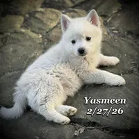 Yasmeen-Mini Husky, a female American Eskimo and Alaskan Klee Kai for sale in Merlin, OR – Photo 3 of 9