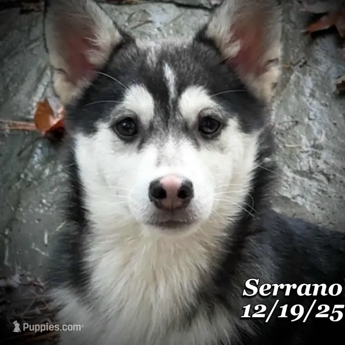 Serrano-Mini Husky