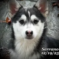 Serrano-Mini Husky, a male American Eskimo and Alaskan Klee Kai for sale in Merlin, OR – Photo 1 of 10