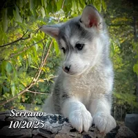 Serrano-Mini Husky, a male American Eskimo and Alaskan Klee Kai for sale in Merlin, OR – Photo 6 of 10