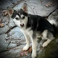 Serrano-Mini Husky, a male American Eskimo and Alaskan Klee Kai for sale in Merlin, OR – Photo 2 of 10