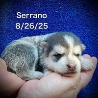 Serrano-Mini Husky, a male American Eskimo and Alaskan Klee Kai for sale in Merlin, OR – Photo 8 of 10