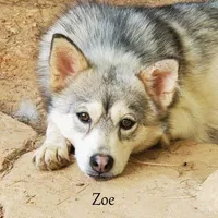 Serrano-Mini Husky, a male American Eskimo and Alaskan Klee Kai for sale in Merlin, OR – Photo 9 of 10