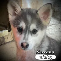 Serrano-Mini Husky, a male American Eskimo and Alaskan Klee Kai for sale in Merlin, OR – Photo 4 of 10