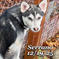 Serrano-Mini Husky, a male American Eskimo and Alaskan Klee Kai for sale in Merlin, OR – Photo 3 of 10