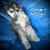 Serrano-Mini Husky, a male American Eskimo and Alaskan Klee Kai for sale in Merlin, OR – Photo 7 of 10