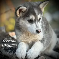 Serrano-Mini Husky, a male American Eskimo and Alaskan Klee Kai for sale in Merlin, OR – Photo 5 of 10