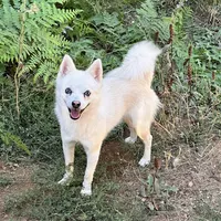 Serrano-Mini Husky, a male American Eskimo and Alaskan Klee Kai for sale in Merlin, OR – Photo 10 of 10