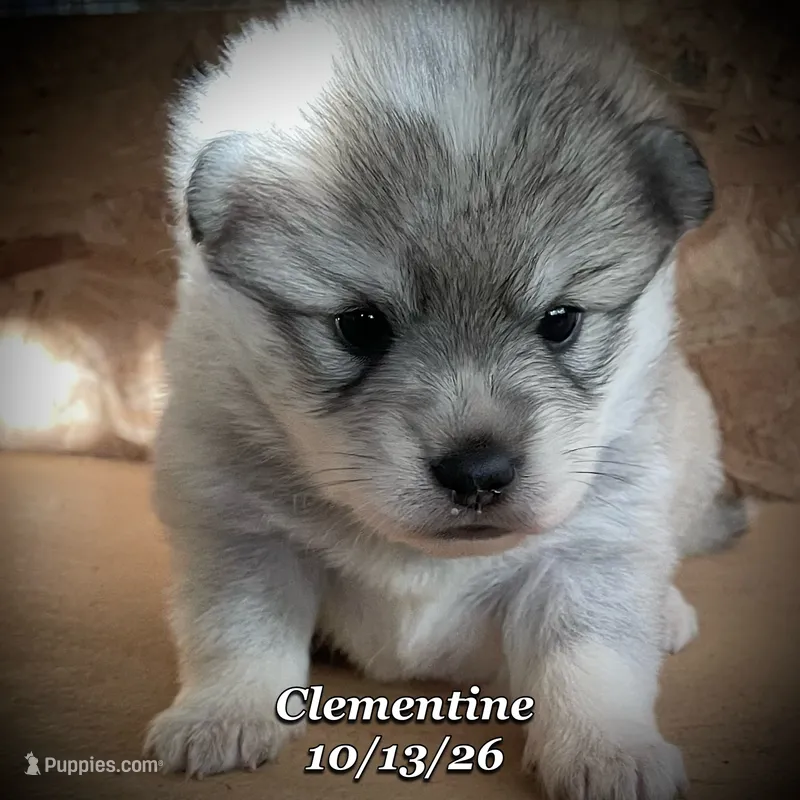Clementine - Mini Husky – American Eskimo, Alaskan Klee Kai puppy for sale in Merlin, OR