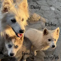 Mini Husky Blue Eye, a male American Eskimo and Alaskan Klee Kai for sale in Merlin, OR – 2 of 6