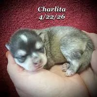 Charlita - Mini Husky , a female American Eskimo and Alaskan Klee Kai for sale in Merlin, OR – 5 of 5