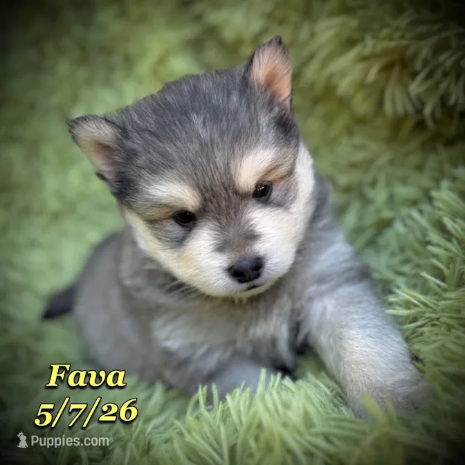 Fava - Mini Husky – American Eskimo, Alaskan Klee Kai puppy for sale in Merlin, OR