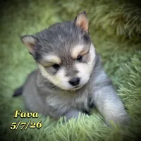 Fava - Mini Husky, a female American Eskimo and Alaskan Klee Kai for sale in Merlin, OR – 1 of 5