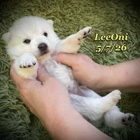 LeeOni - Mini Husky, a female American Eskimo and Alaskan Klee Kai for sale in Merlin, OR – 2 of 4