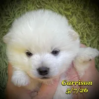 Blue Eyes - Mini Husky, a male American Eskimo and Alaskan Klee Kai for sale in Merlin, OR – 3 of 4