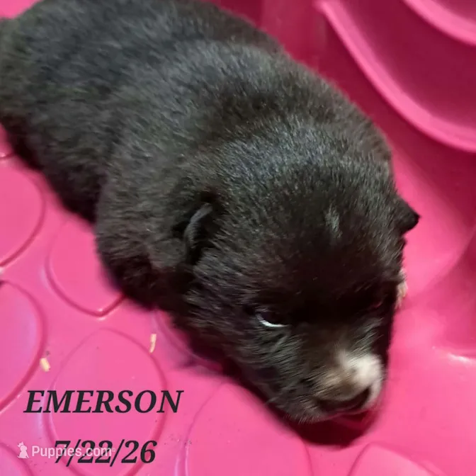 Emerson-Mini Husky – American Eskimo, Alaskan Klee Kai puppy for sale in Merlin, OR