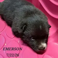 Emerson-Mini Husky, a female American Eskimo and Alaskan Klee Kai for sale in Merlin, OR – 1 of 1
