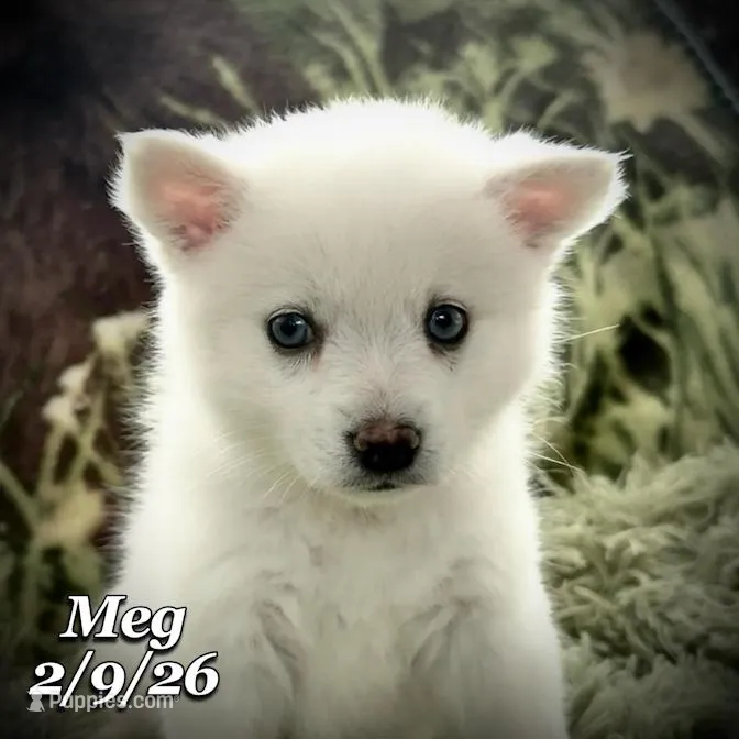 Meg - Blue-Eyed Mini Husky