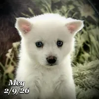 Meg - Blue-Eyed Mini Husky, a female American Eskimo and Alaskan Klee Kai for sale in Merlin, OR – Photo 2 of 2