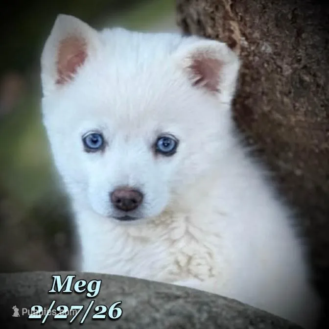 Meg - Blue-Eyed Mini Husky