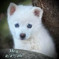 Meg - Blue-Eyed Mini Husky, a female American Eskimo and Alaskan Klee Kai for sale in Merlin, OR – Photo 1 of 2