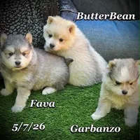 Garbanzo - Mini Husky, a male American Eskimo and Alaskan Klee Kai for sale in Merlin, OR – 4 of 5