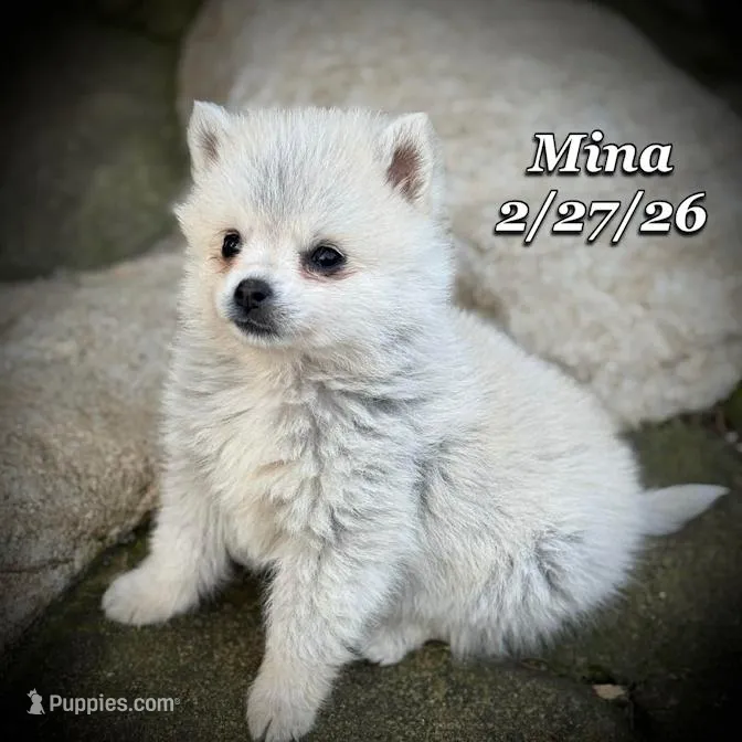 Mina Toy Husky – American Eskimo, Alaskan Klee Kai puppy for sale in Merlin, OR