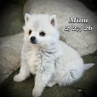Mina Toy Husky, a female American Eskimo and Alaskan Klee Kai for sale in Merlin, OR – Photo 1 of 4