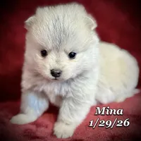 Mina Toy Husky, a female American Eskimo and Alaskan Klee Kai for sale in Merlin, OR – Photo 2 of 4