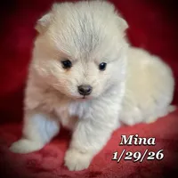 Mina Toy Husky, a female American Eskimo and Alaskan Klee Kai for sale in Merlin, OR – Photo 3 of 4