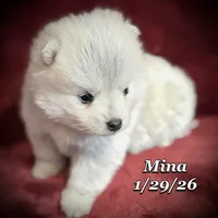 Mina Toy Husky, a female American Eskimo and Alaskan Klee Kai for sale in Merlin, OR – Photo 4 of 4