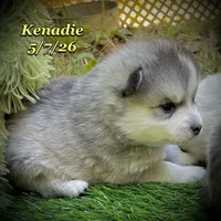 Kenadie - Mini Husky, a female American Eskimo and Alaskan Klee Kai for sale in Merlin, OR – 4 of 4