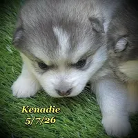 Kenadie - Mini Husky, a female American Eskimo and Alaskan Klee Kai for sale in Merlin, OR – 2 of 4