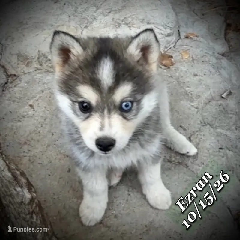 Mini Husky - Bi-Eyes – American Eskimo, Alaskan Klee Kai puppy for sale in Merlin, OR