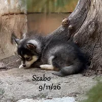 Szabo - Mini Husky, a male American Eskimo and Alaskan Klee Kai for sale in Merlin, OR – 3 of 4
