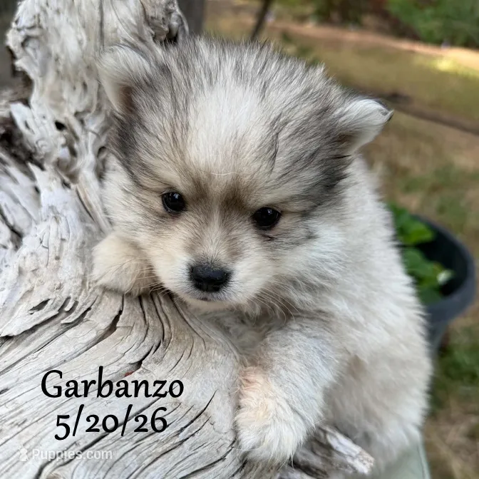 Garbanzo - Mini Husky – American Eskimo, Alaskan Klee Kai puppy for sale in Merlin, OR