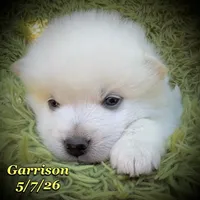 Blue Eyes - Mini Husky, a male American Eskimo and Alaskan Klee Kai for sale in Merlin, OR – 4 of 4