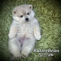 ButterBean-Mini Husky, a female American Eskimo and Alaskan Klee Kai for sale in Merlin, OR – 2 of 4