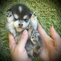 Charlita - Mini Husky , a female American Eskimo and Alaskan Klee Kai for sale in Merlin, OR – 2 of 5