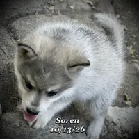 Soren - Mini Husky, a male American Eskimo and Alaskan Klee Kai for sale in Merlin, OR – 2 of 3