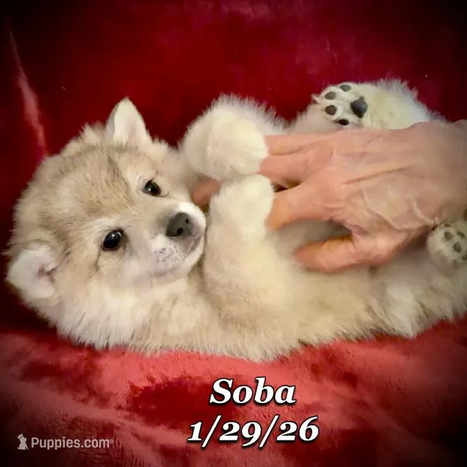 Soba - Mini Husky